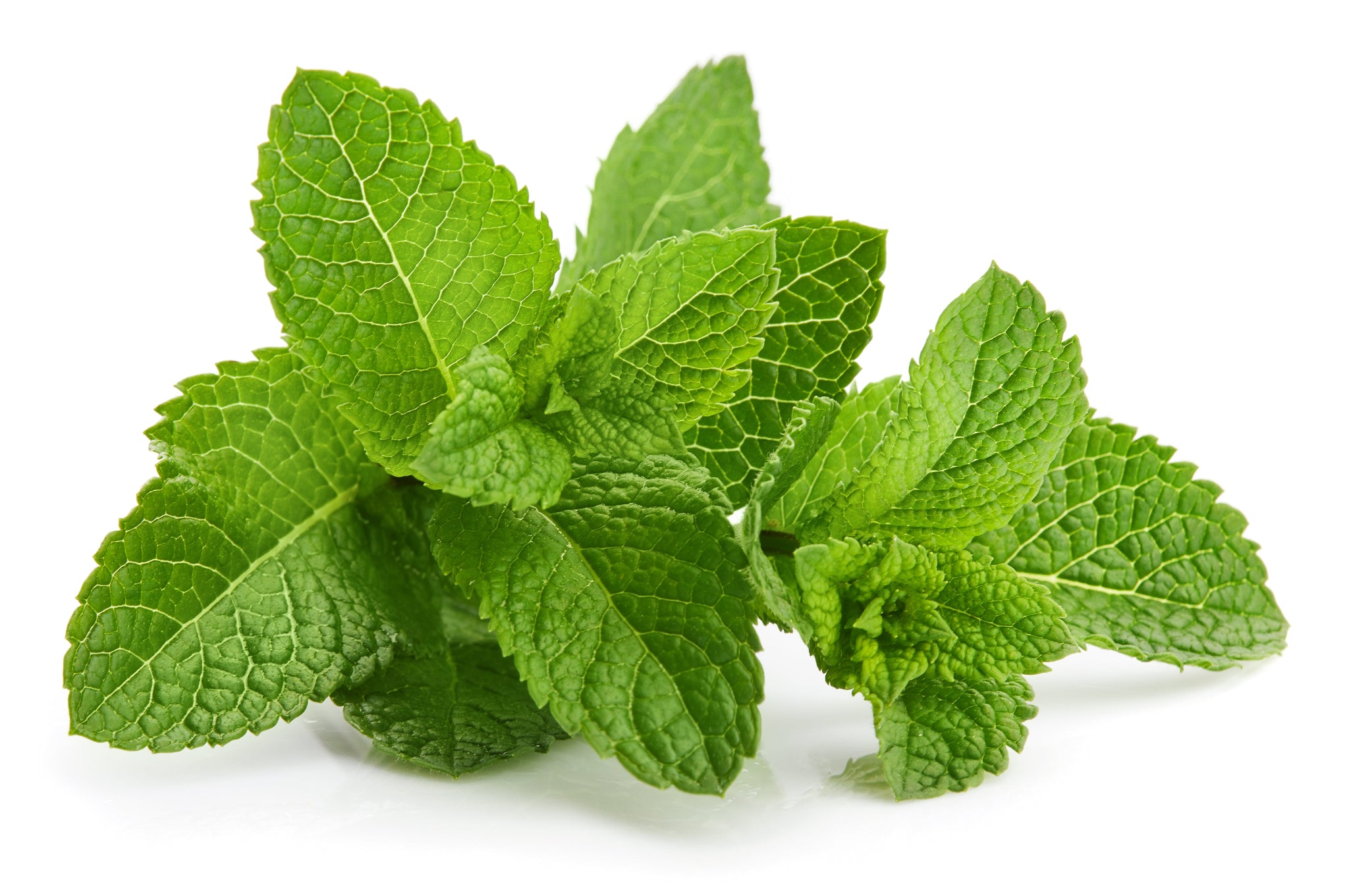 Fresh green mint leaves on a white background