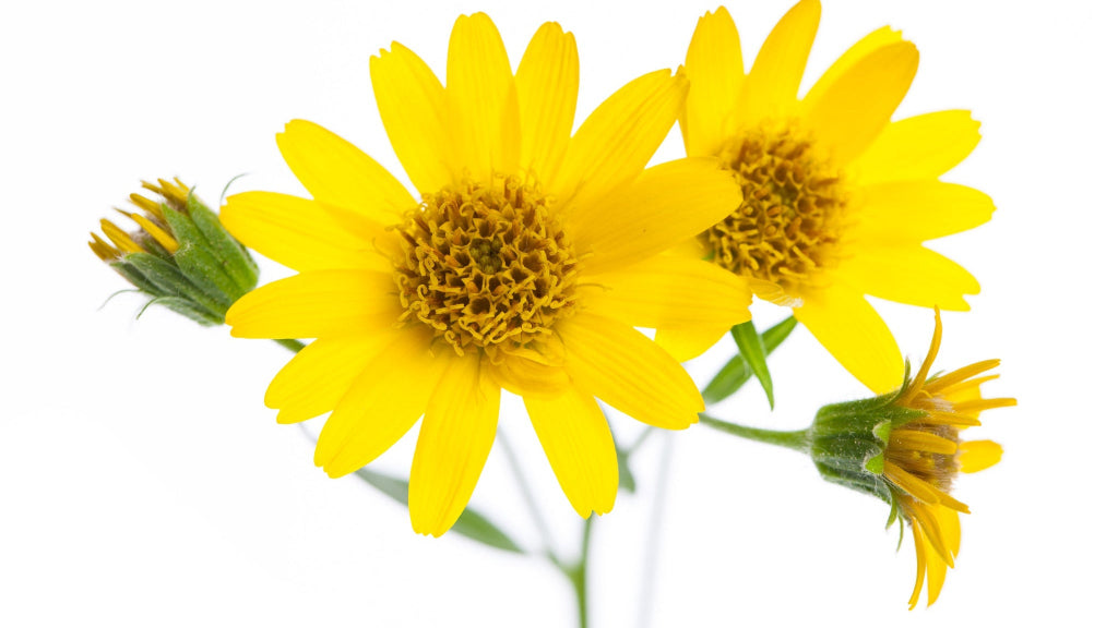 Two yellow flowers with green stems on a white background